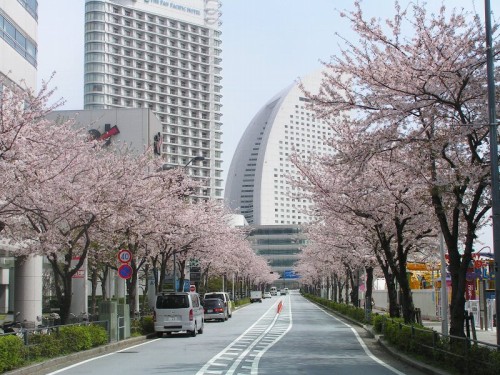 Sakura in Yokohama-06